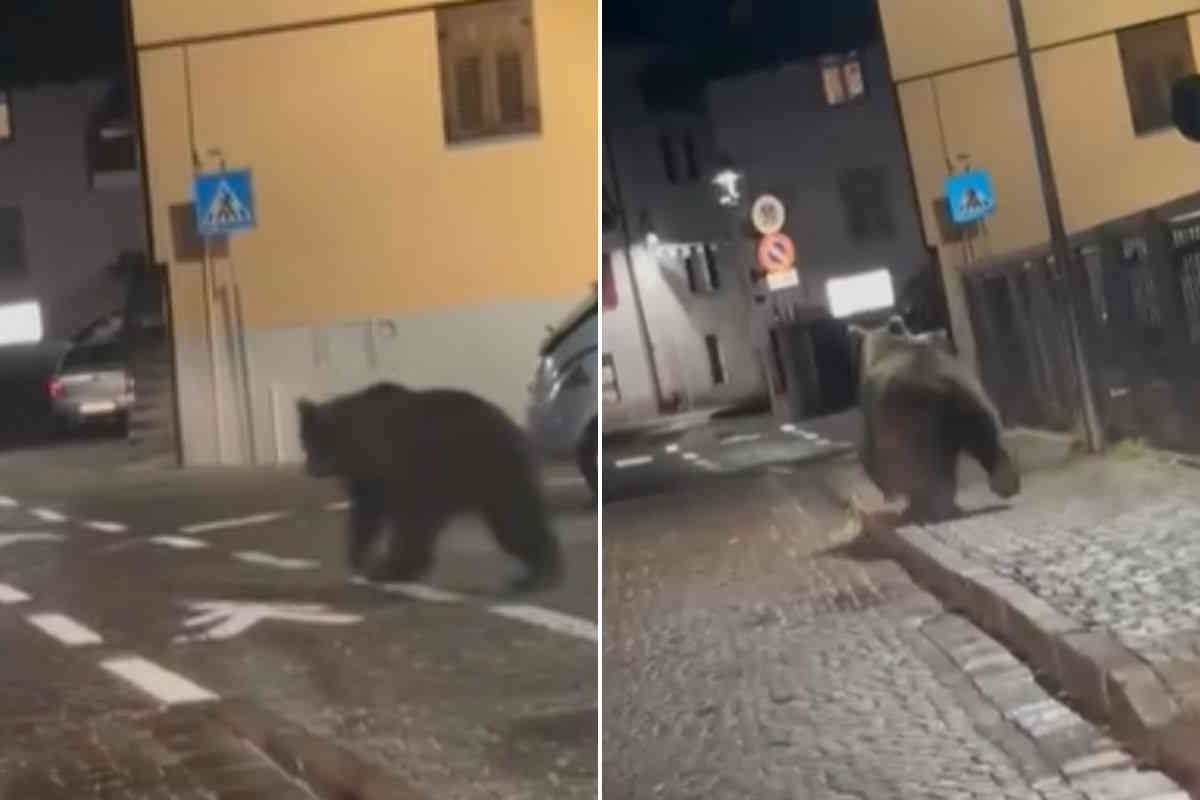 orso avvistato a Malè