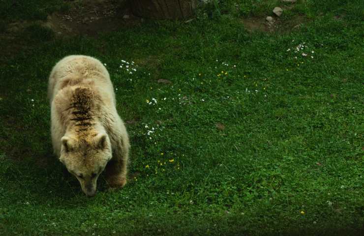 orso selvatico