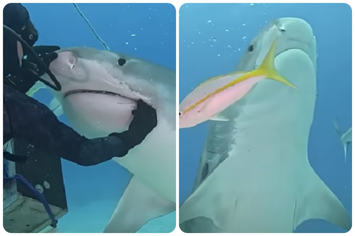 Un sub aiuta uno squalo