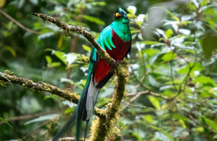 uccello quetzal