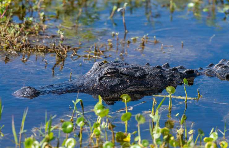 Alligatore nel lago