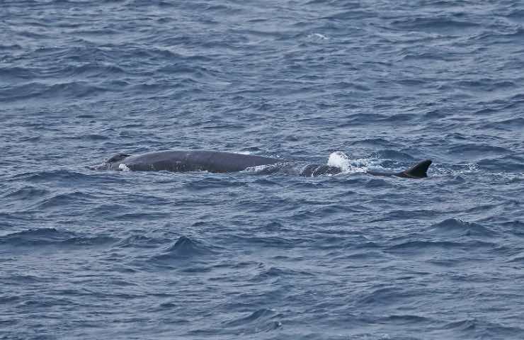 Avvistamento nel Mar Ligure