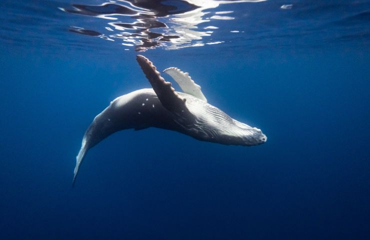 Balena sott'acqua