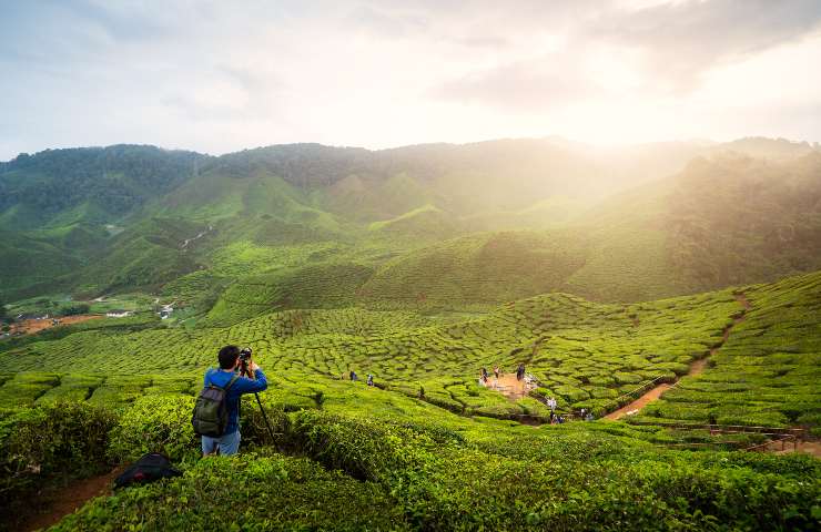 Le Cameron Highlands in Malesia