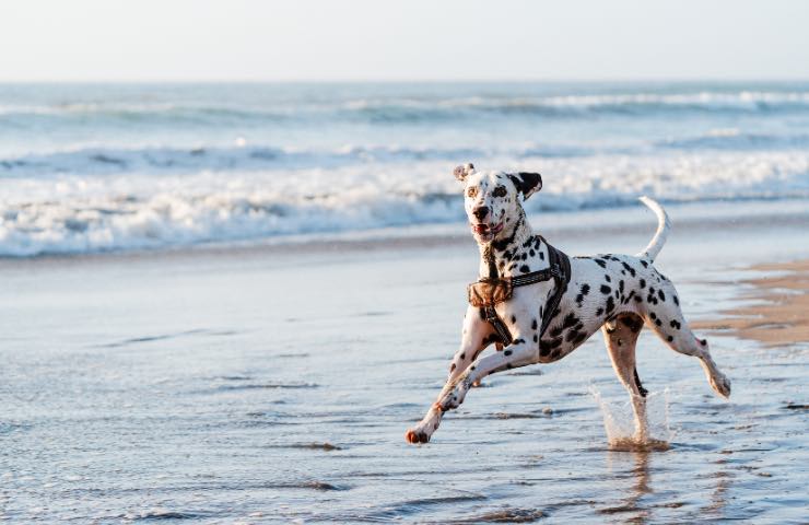 Cane in spiaggia