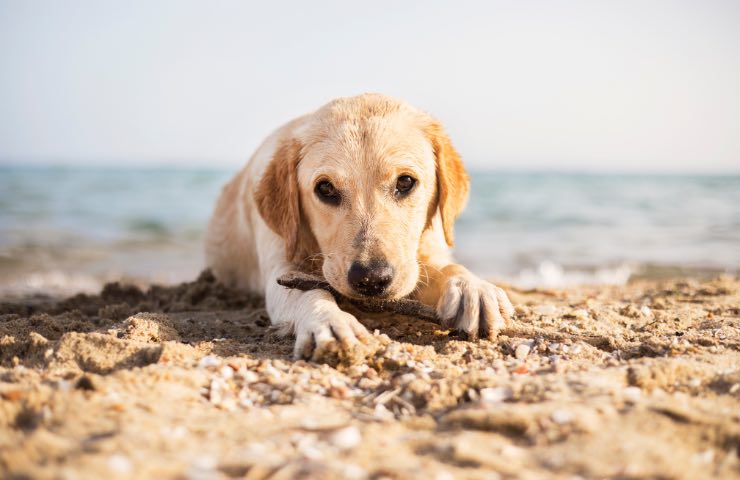 Cane in spiaggia