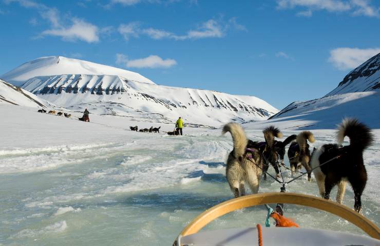 Cani da slitta alle Svalbard