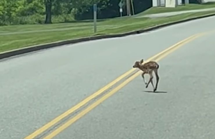 Cerbiatto che corre in strada