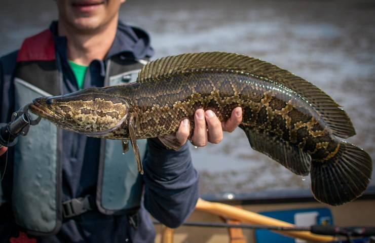 Channa Argus o pesce testa di serpente settentrionale