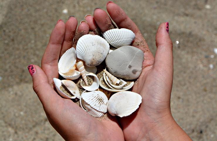 Conchiglie, in spiaggia è vietato