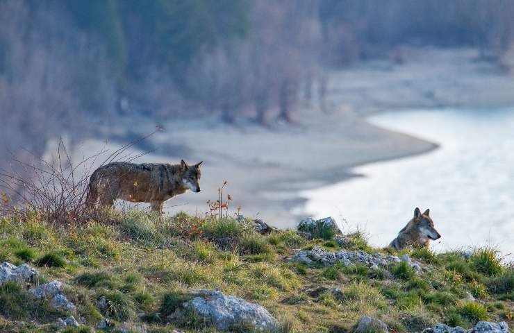 Che cosa vedere a Opi in Abruzzo