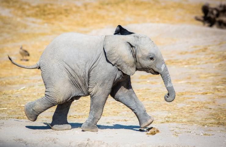 Cucciolo di elefante