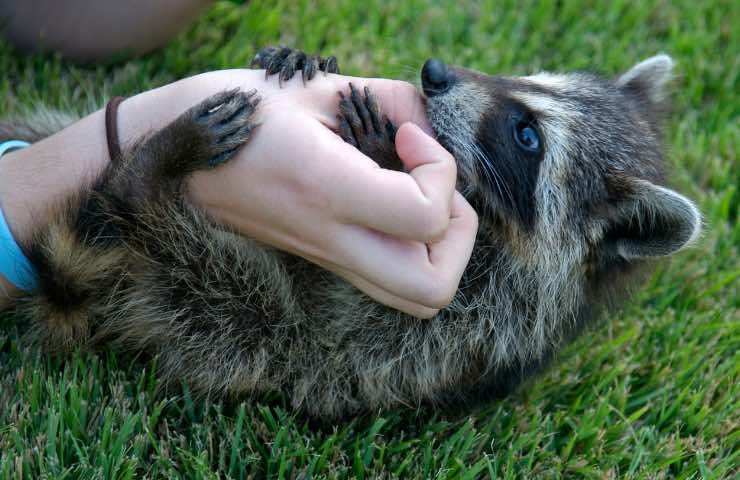 Cucciolo di procione 