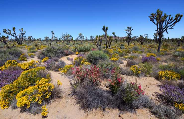 Deserto Florido 