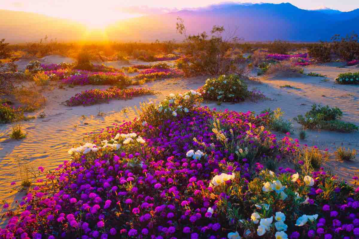 Deserto di Atacama fiorito