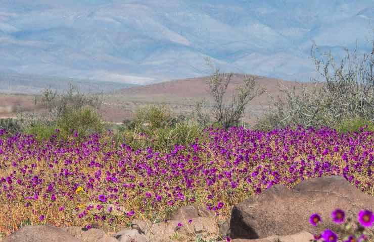 Deserto fiorito 