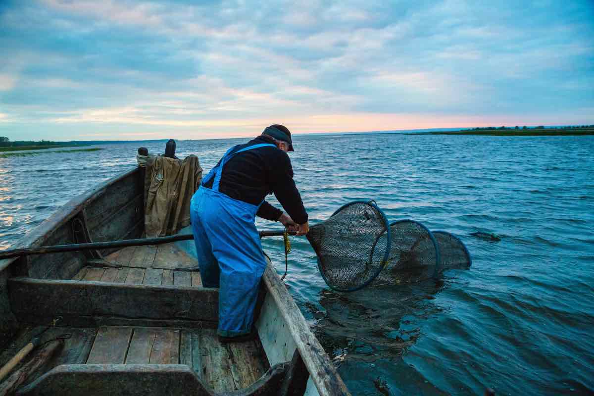 Due specie stanno minacciando la pesca