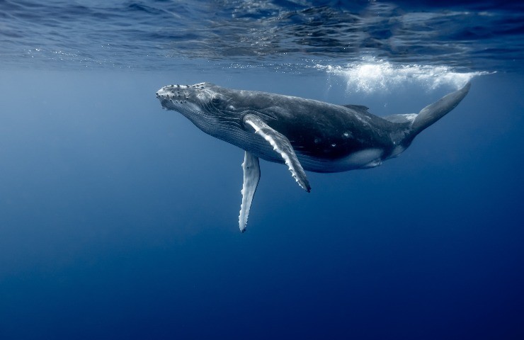 È il prodotto del sistema digestivo di una balena