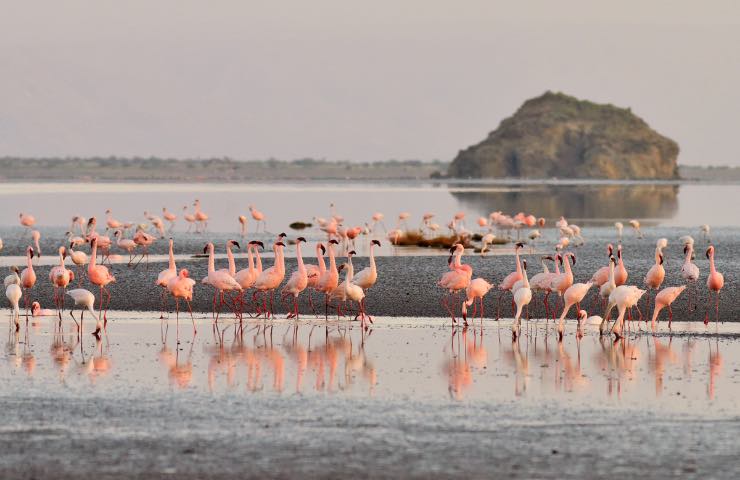 Fenicotteri al lago di Natron