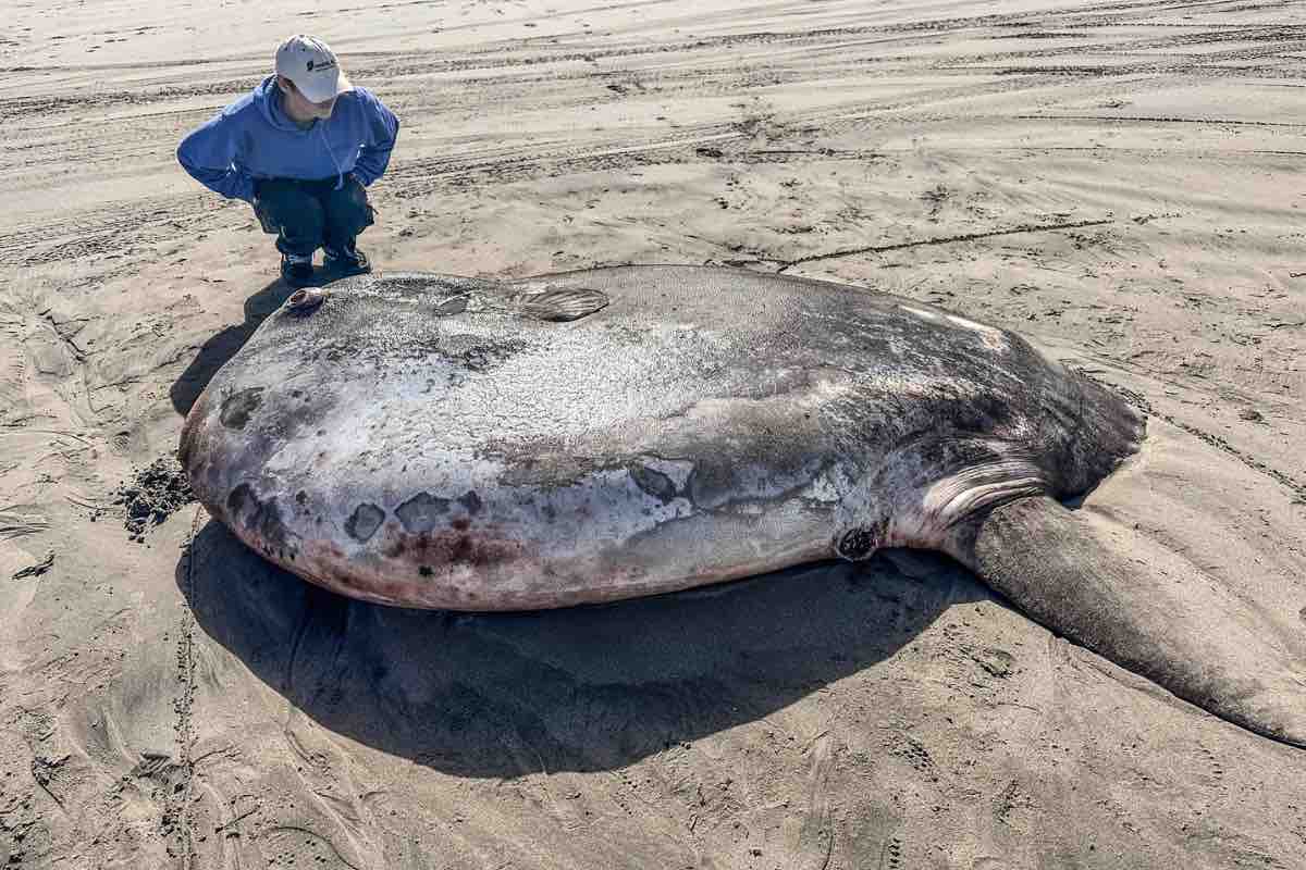 Gigantesco pesce in spiaggia - Foto Facebook di Seaside Aquarium