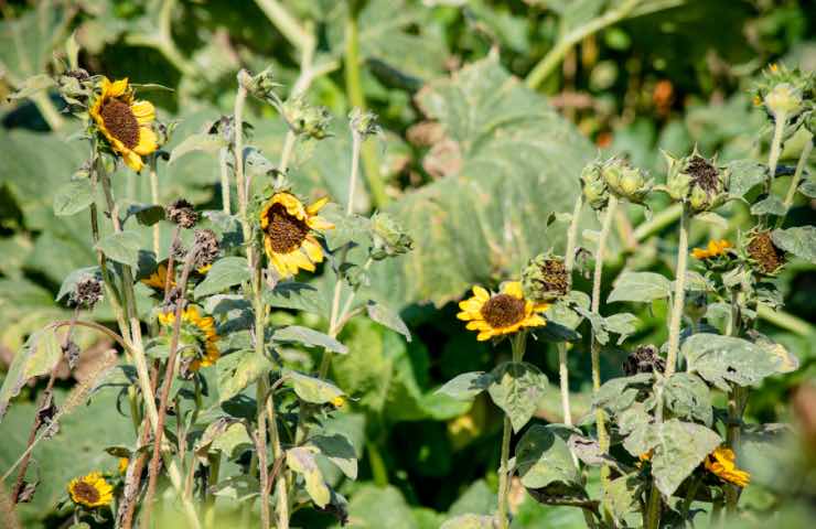 Girasoli danneggiati