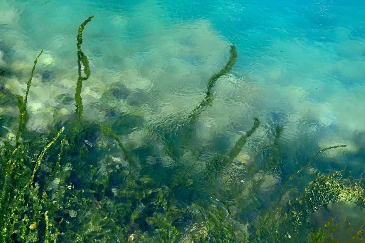 Un'Alga tossica in questo mare italiano