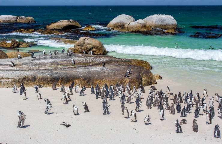 La spiaggia con pinguini