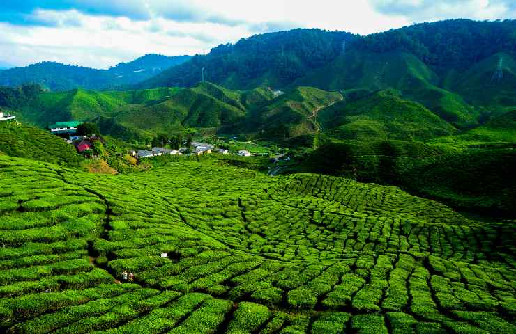 Le Cameron Highlands in Malesia