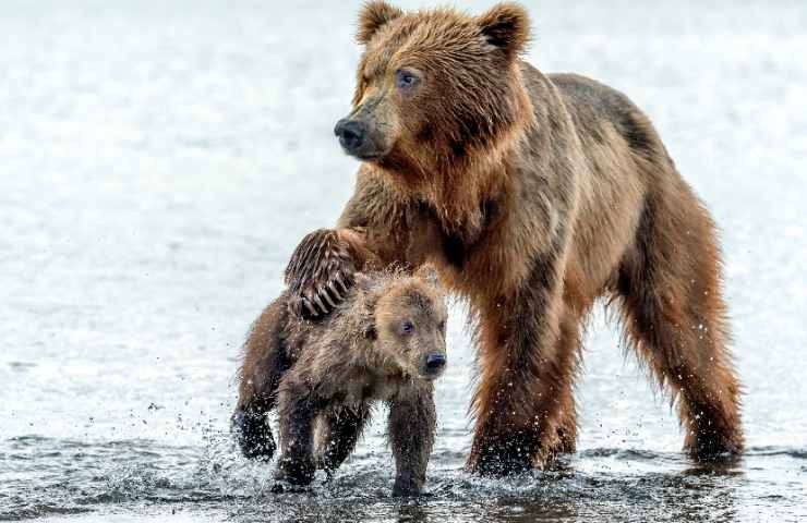 Mamma orso e cucciolo in acqua