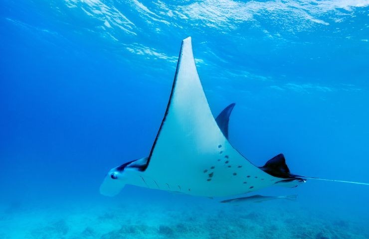 Manta mediterranea