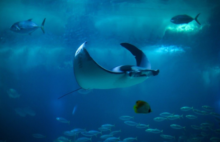 Mobula Mobular