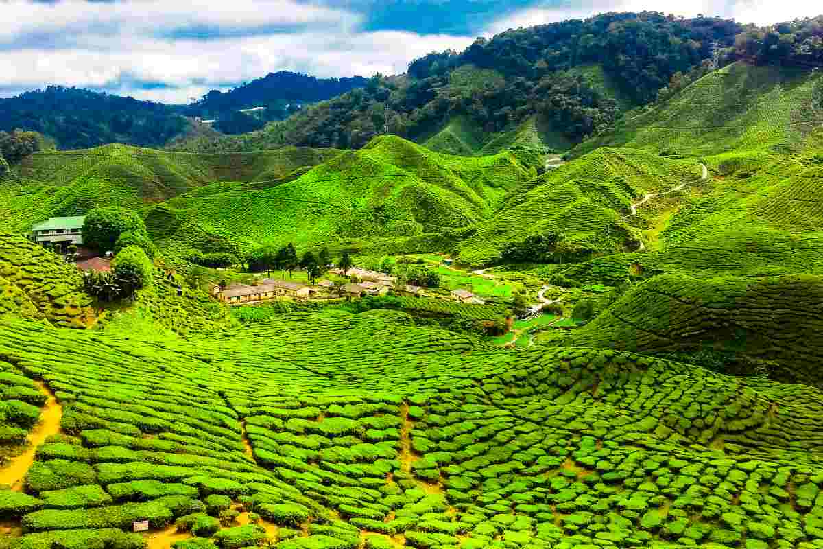 Le Cameron Highlands in Malesia