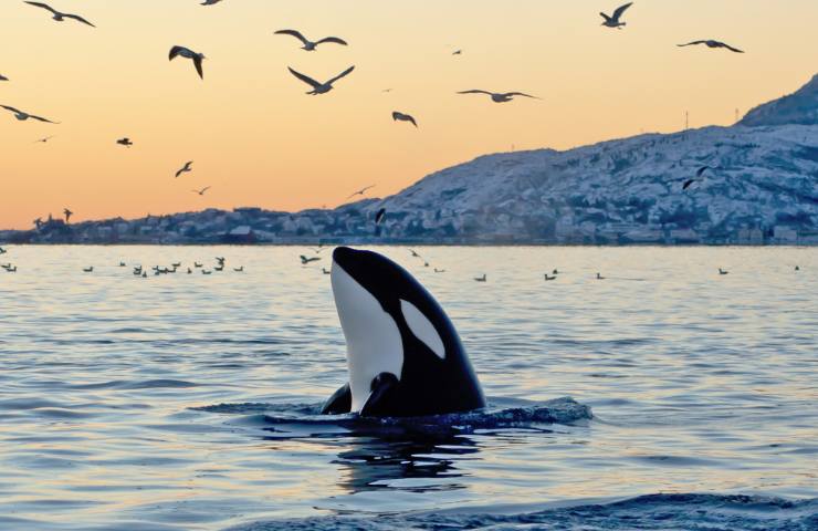 Orca in mare