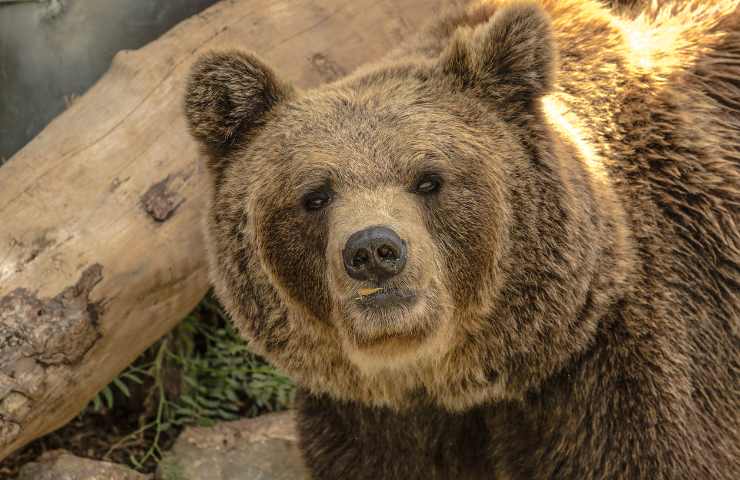 Orso bruno nel bosco 