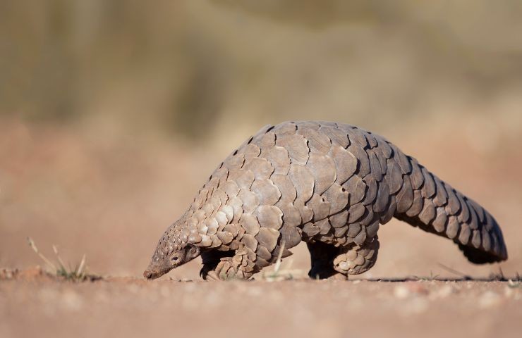 Pangolino gigante