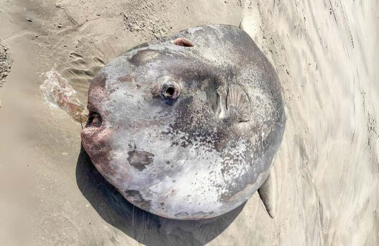 Pesce luna - Foto Facebook di Seaside Aquarium