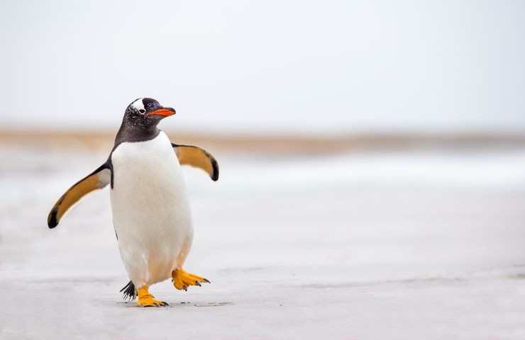 Pinguino in spiaggia 