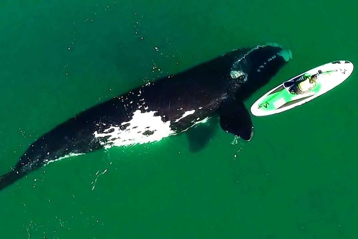 Qualcosa sotto la tavola da surf