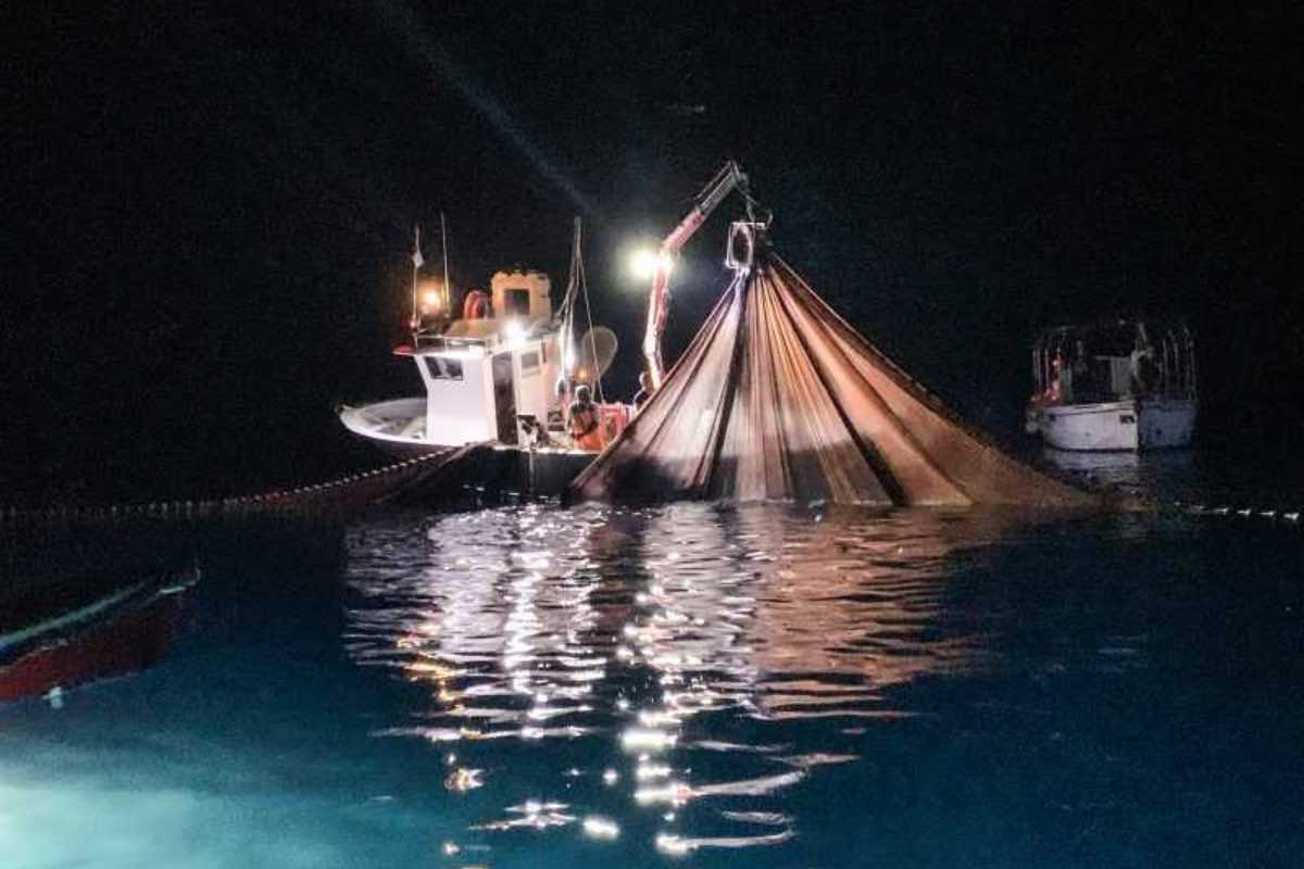 Sardegna, pescato esemplare mai visto