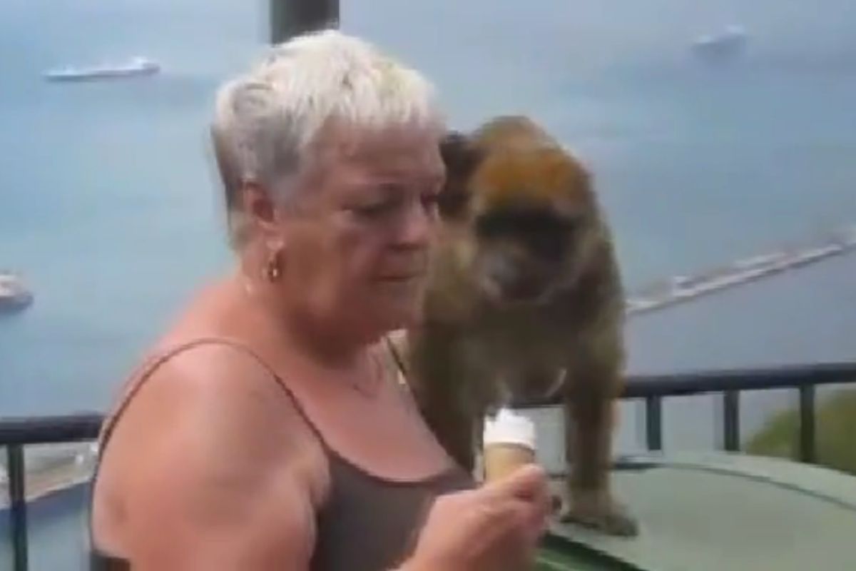 Scimmia ruba gelato a signora
