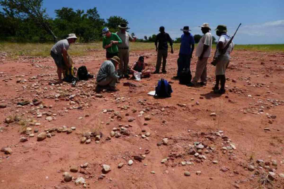 Si tratta di una nuova specie mai vista prima