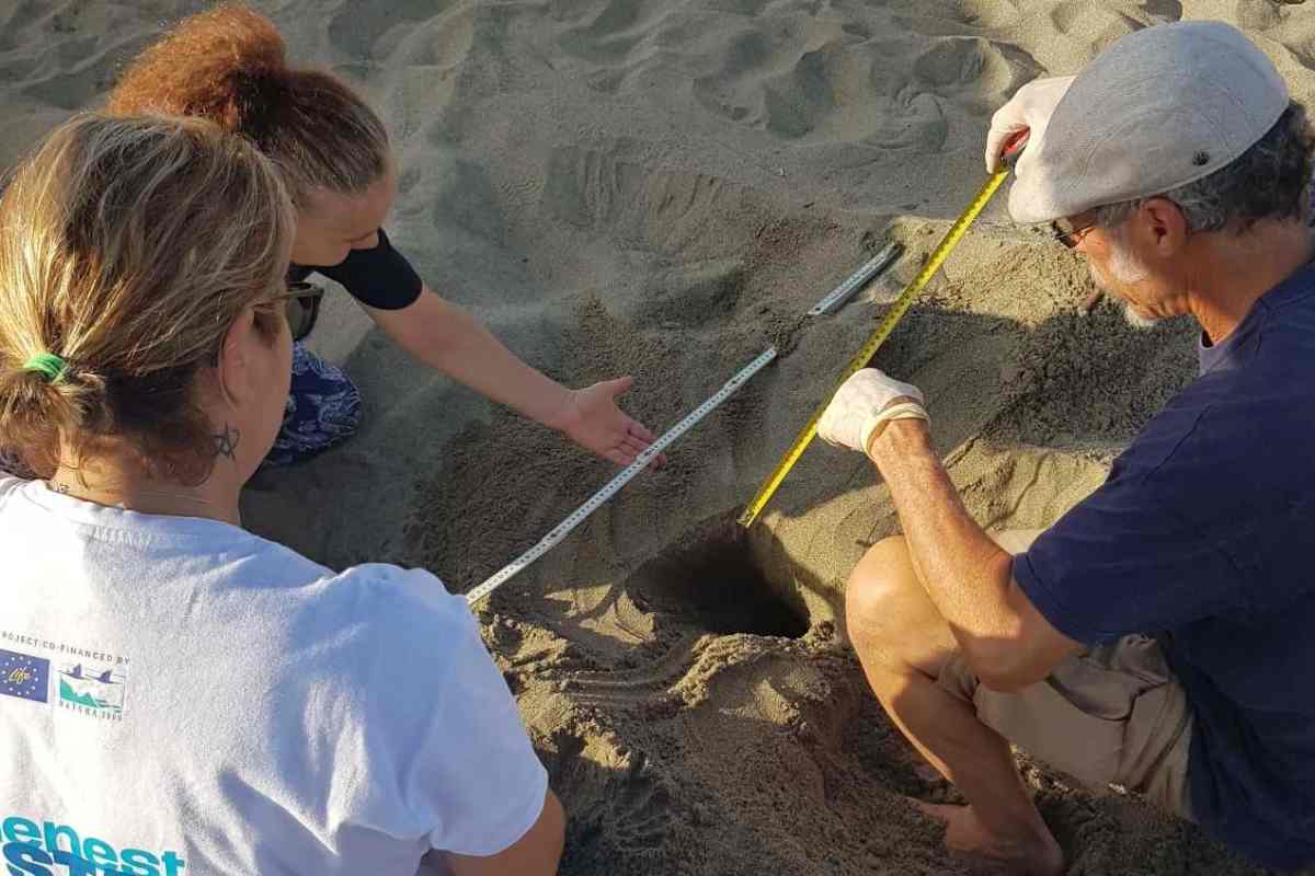 Specie protetta a Forte dei Marmi