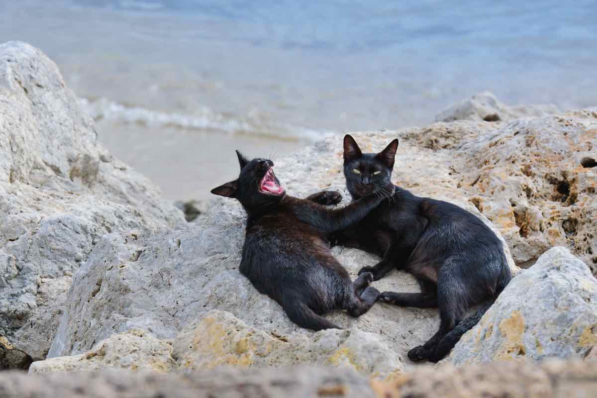 Spiaggia dei gatti