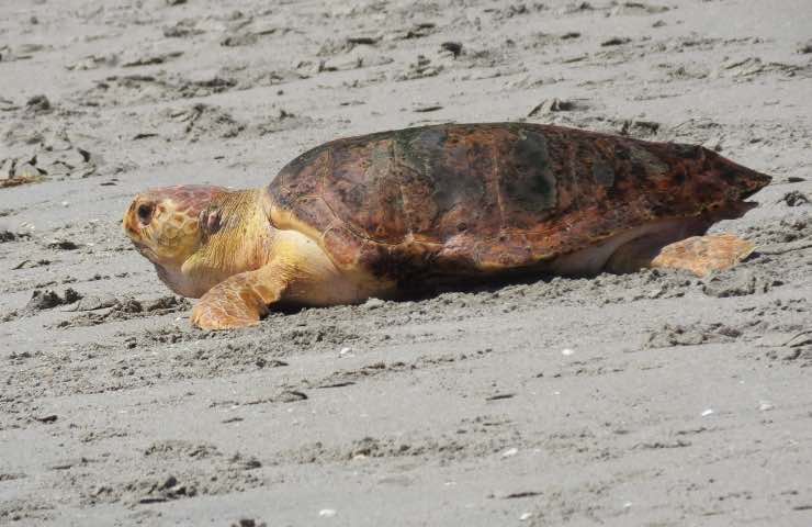 Tartaruga caretta caretta