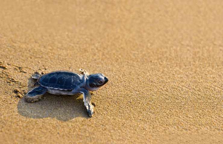 Tartaruga caretta caretta