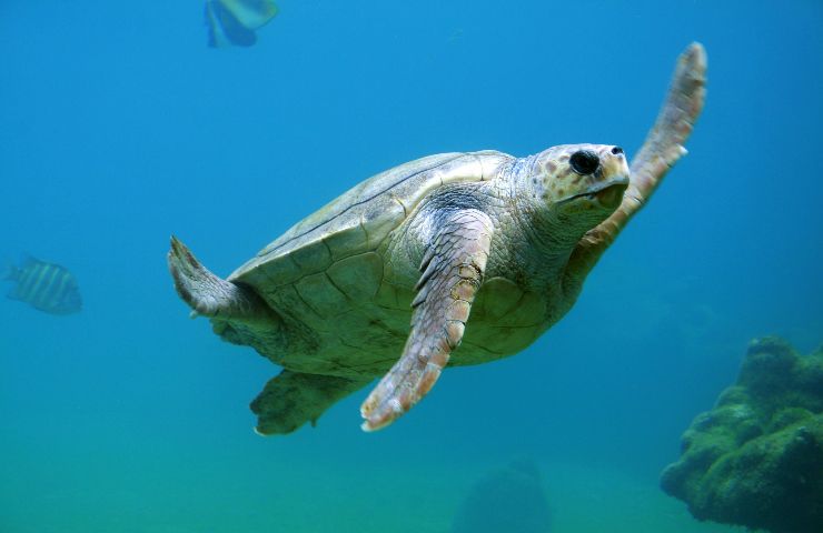 Tartaruga in acqua