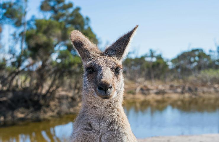 Un canguro libero in natura