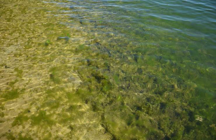 Un'Alga tossica in questo mare italiano