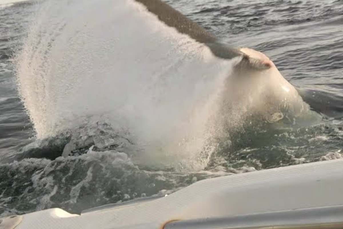 Una creatura marina sotto la barca