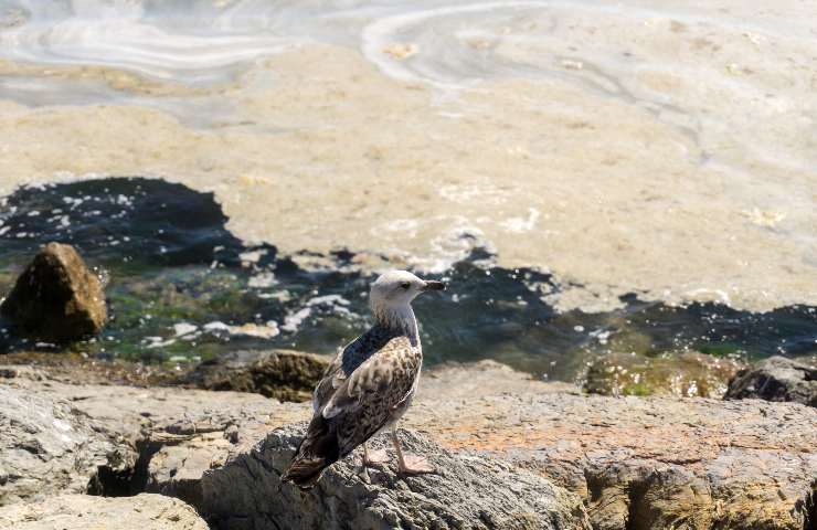 La strana sostanza comparsa in mare